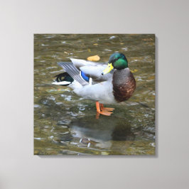 Mannelijke Mallard Duck in Creek Wrapped Canvas Pr