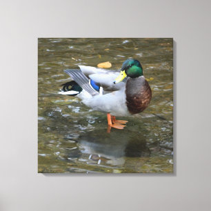 Mannelijke Mallard Duck in Creek Wrapped Canvas Pr