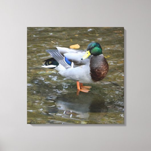 Mannelijke Mallard Duck in Creek Wrapped Canvas Pr Afdruk (Voorkant)