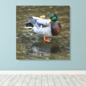 Mannelijke Mallard Duck in Creek Wrapped Canvas Pr Afdruk (Insitu (Houten vloer))