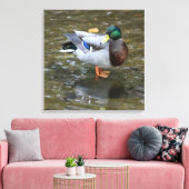Mannelijke Mallard Duck in Creek Wrapped Canvas Pr Afdruk (Insitu (Woonkamer))