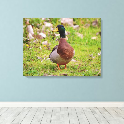 Mannelijke Mallard Duck Kleurrijke Canvas Print (Insitu (Houten vloer))