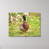 Mannelijke Mallard Duck Kleurrijke Canvas Print (Voorkant)