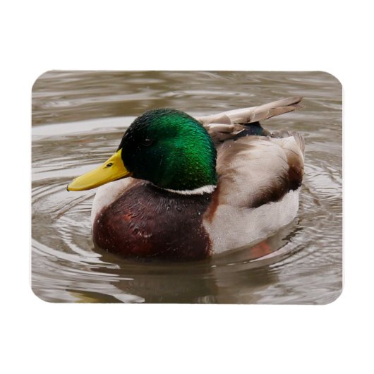 Mannelijke Mallard Duck Magnet Magneet (Horizontaal)