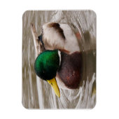 Mannelijke Mallard Duck Magnet Magneet (Verticaal)