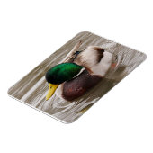 Mannelijke Mallard Duck Magnet Magneet (Linkerzijde)