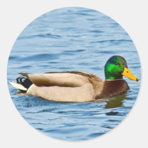 Mannelijke Mallard Duck Sticker