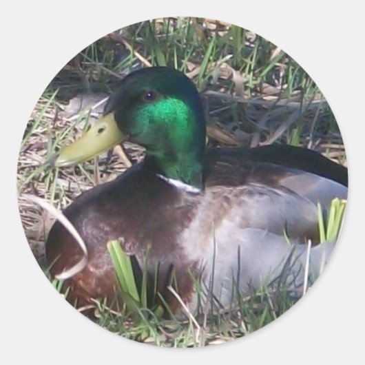 Mannelijke Mallard Duck Stickers (Voorkant)