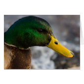 Mannelijke Mallard Portrait Wenskaart (Voorkant Horizontaal)