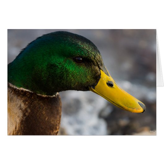 Mannelijke Mallard Portrait Wenskaart (Voorkant Horizontaal)
