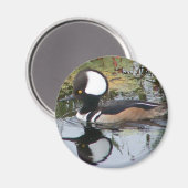 Mannelijke Merganser Duck Magneet (Voorkant / Achterkant)