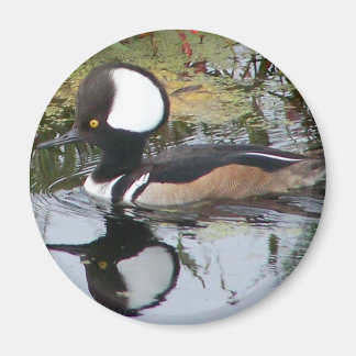 Mannelijke Merganser Duck Magneet