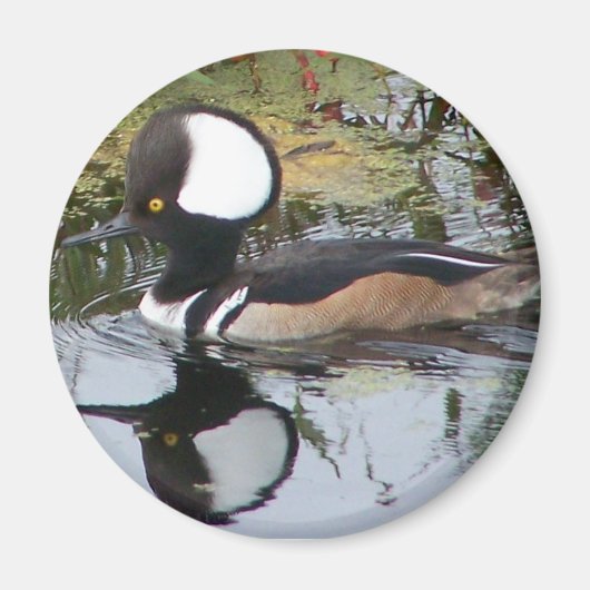 Mannelijke Merganser Duck Magneet (Voorkant)