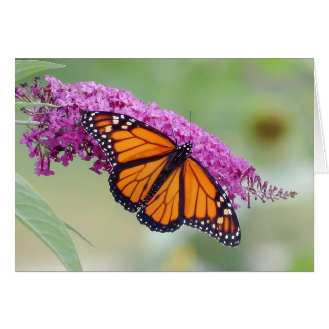 Mannelijke monarch op Struik van vlinder (Voorkant Horizontaal)