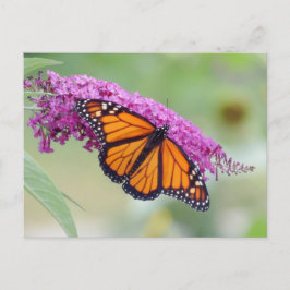 Mannelijke monarch op Struik van vlinder Briefkaart