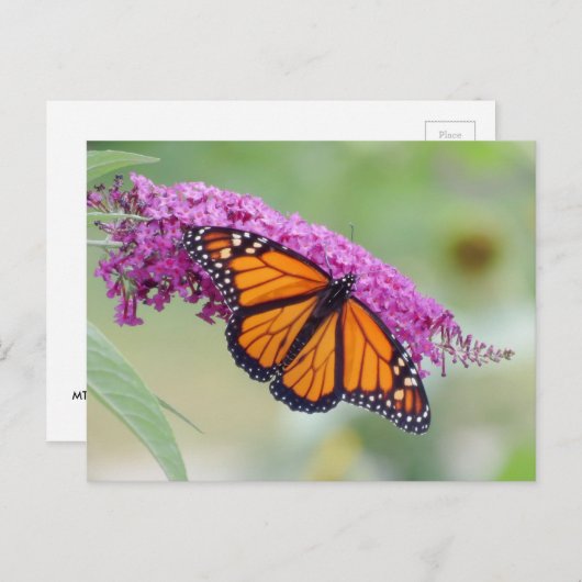 Mannelijke monarch op Struik van vlinder Briefkaart (Voorkant / Achterkant)