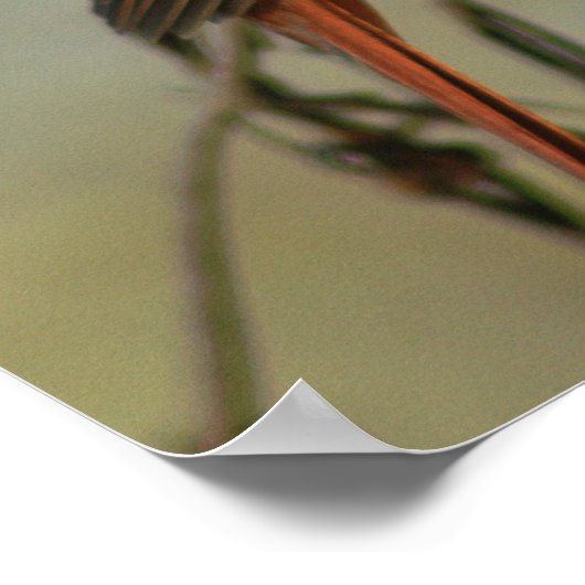 Mannelijke noordelijke kardinaal poster (Hoek)