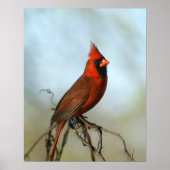 Mannelijke noordelijke kardinaal poster (Voorkant)