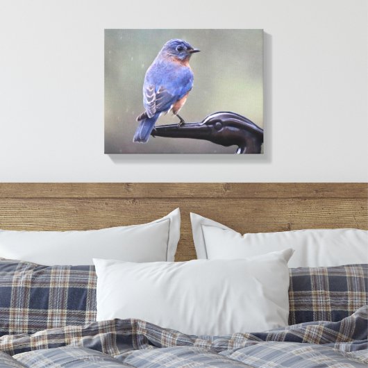 Mannelijke oostelijke blauwvogel in de regen canvas afdruk (Insitu (Slaapkamer))