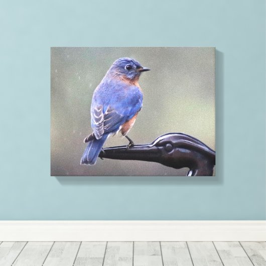 Mannelijke oostelijke blauwvogel in de regen canvas afdruk (Insitu (Houten vloer))
