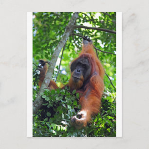 Mannelijke orangutaan in het regenwoud van het nes briefkaart