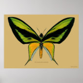 Mannelijke paradijsvogelvlinder poster (Voorkant)