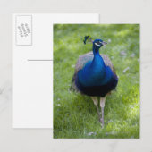 Mannelijke pauw (Pavo cristatus) Briefkaart (Voorkant / Achterkant)