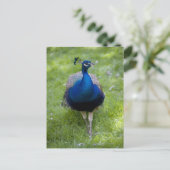 Mannelijke pauw (Pavo cristatus) Briefkaart (Staand voorkant)
