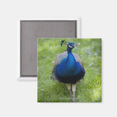 Mannelijke pauw (Pavo cristatus) Magneet (Voorkant / Achterkant)