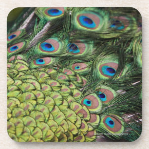 Mannelijke pauw (Pavo cristatus) met staart Bier Onderzetter