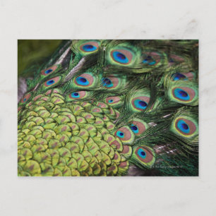 Mannelijke pauw (Pavo cristatus) met staart Briefkaart