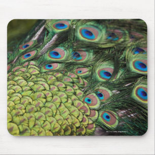 Mannelijke pauw (Pavo cristatus) met staart Muismat