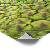 Mannelijke pauw (Pavo cristatus) met staart Poster (Hoek)
