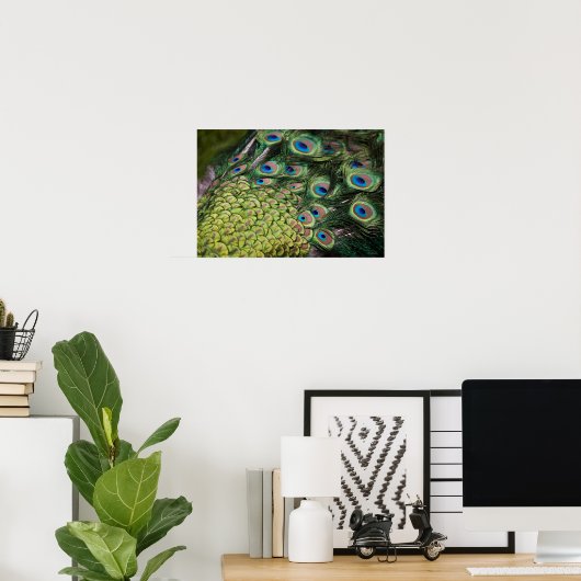 Mannelijke pauw (Pavo cristatus) met staart Poster (Thuiskantoor)