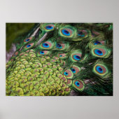 Mannelijke pauw (Pavo cristatus) met staart Poster (Voorkant)