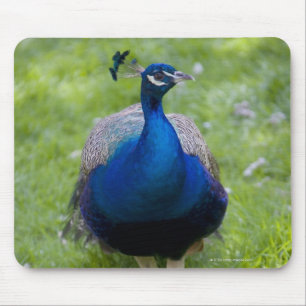 Mannelijke pauw (Pavo cristatus) Muismat