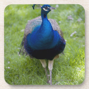 Mannelijke pauw (Pavo cristatus) Onderzetter