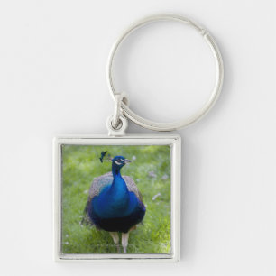 Mannelijke pauw (Pavo cristatus) Sleutelhanger