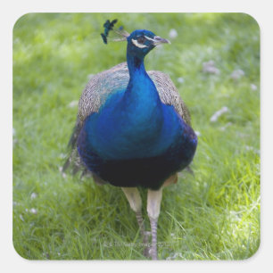Mannelijke pauw (Pavo cristatus) Vierkante Sticker