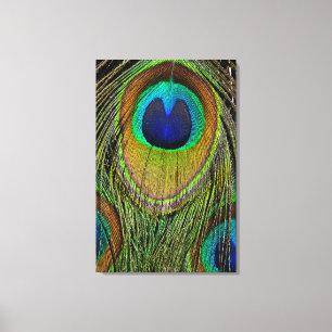 Mannelijke pauw staartveren canvas afdruk