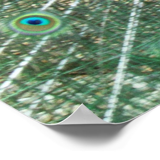 Mannelijke Poster Peacock (Hoek)