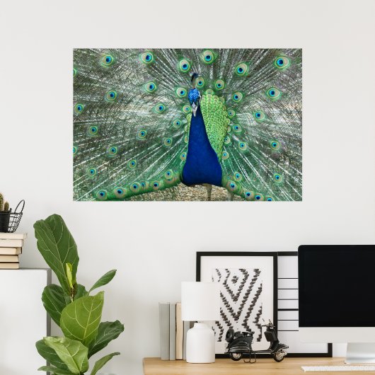 Mannelijke Poster Peacock (Thuiskantoor)