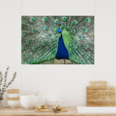 Mannelijke Poster Peacock (Keuken)