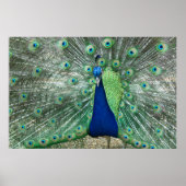 Mannelijke Poster Peacock (Voorkant)