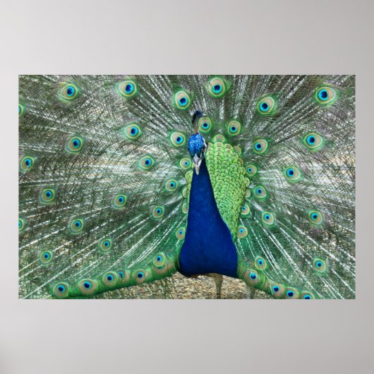 Mannelijke Poster Peacock (Voorkant)