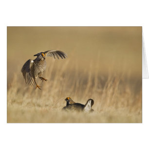 Mannelijke prairiehoenders bij lek in Loup County