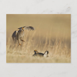 Mannelijke prairiehoenders bij lek in Loup County Briefkaart