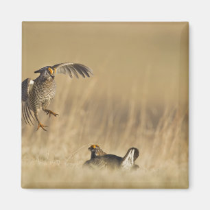 Mannelijke prairiehoenders bij lek in Loup County Magneet