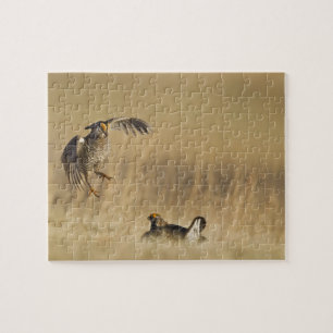 Mannelijke prairiekkippen bij lek in Loup County Legpuzzel