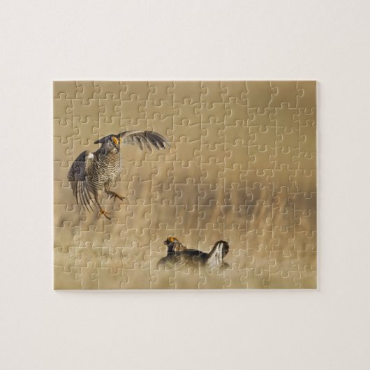 Mannelijke prairiekkippen bij lek in Loup County Legpuzzel (Horizontaal)